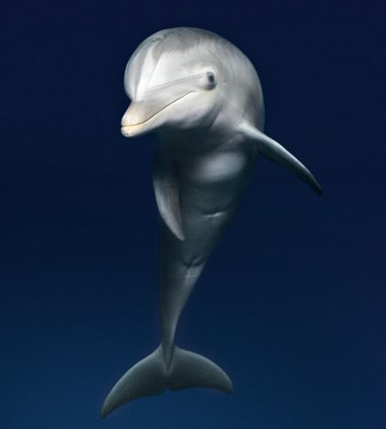 delfin potrafi włączyć na chwilę cukrzycę